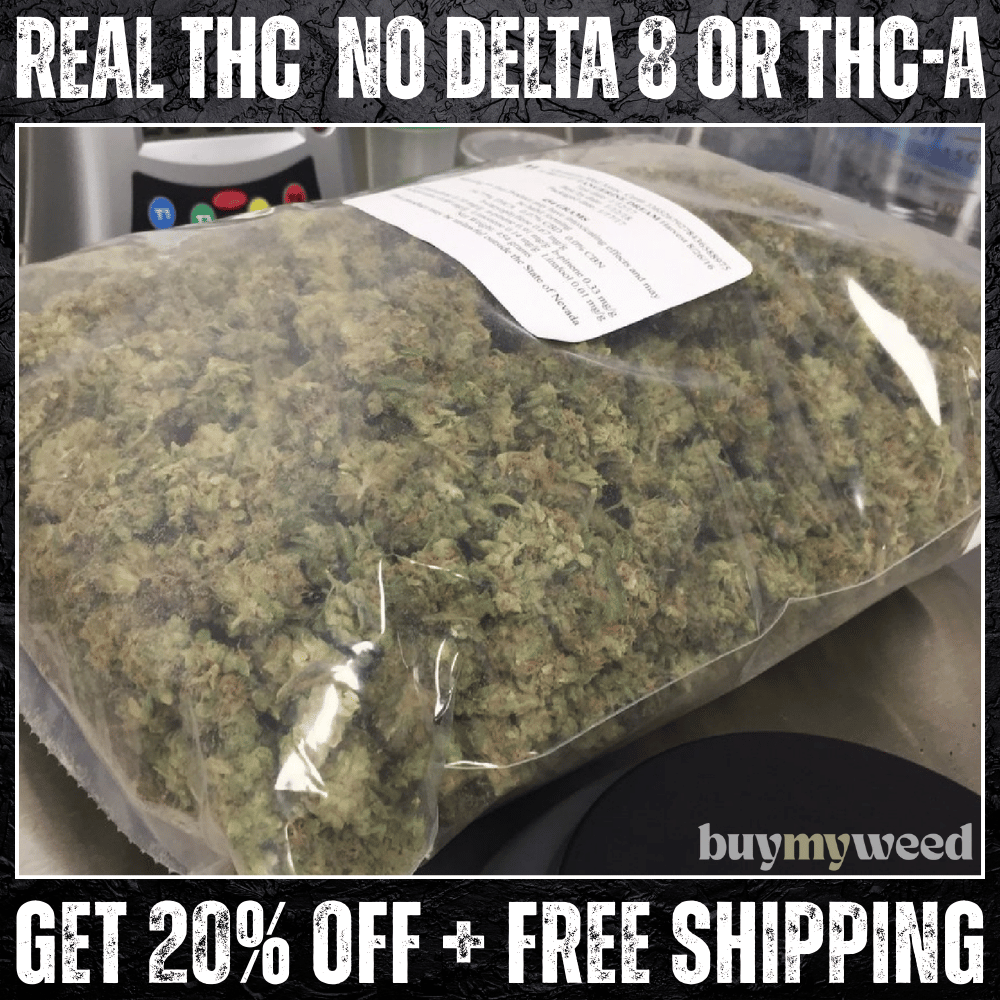 The Ponytail Palm (Indoor)